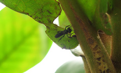 Dactylurina staudingeri