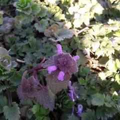 Lamium purpureum