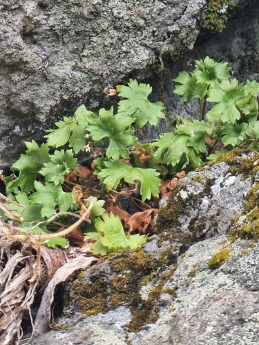 Image of Saxifraga maderensis by (c) Vítor Jorge, some rights reserved (CC BY)