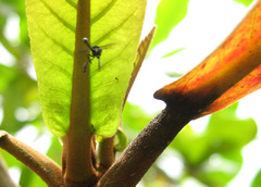 Dactylurina staudingeri