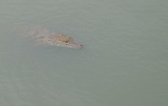 Crocodylus suchus