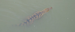 Crocodylus suchus