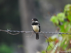 Sporophila morelleti