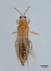 Frankliniella