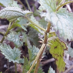 Urtica