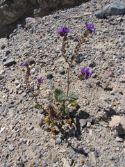 Phacelia calthifolia