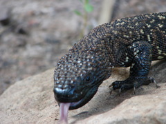Heloderma horridum