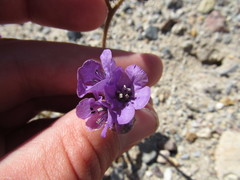 Phacelia calthifolia