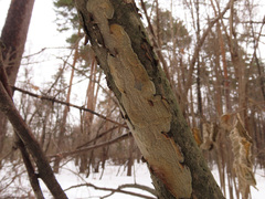 Phlebia livida