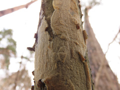 Phlebia livida