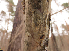 Phlebia livida