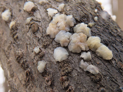 Exidia thuretiana