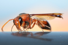 Delta dimidiatipenne