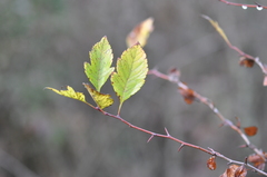 Crataegus gaylussacia