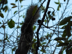 Sciurus colliaei