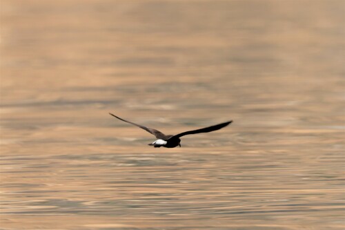Wedge-rumped Storm Petrel (Hydrobates tethys), photo 9