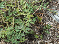 Spilanthes urens