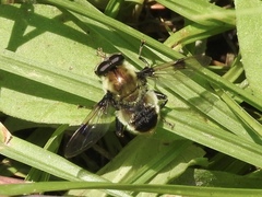 Sericomyia flagrans