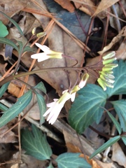 Cardamine concatenata