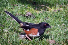 Eastern Towhee photo 3