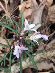 Cardamine concatenata