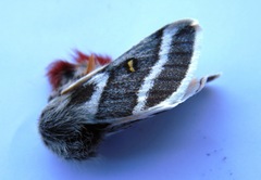 Hemileuca tricolor