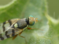 Urophora