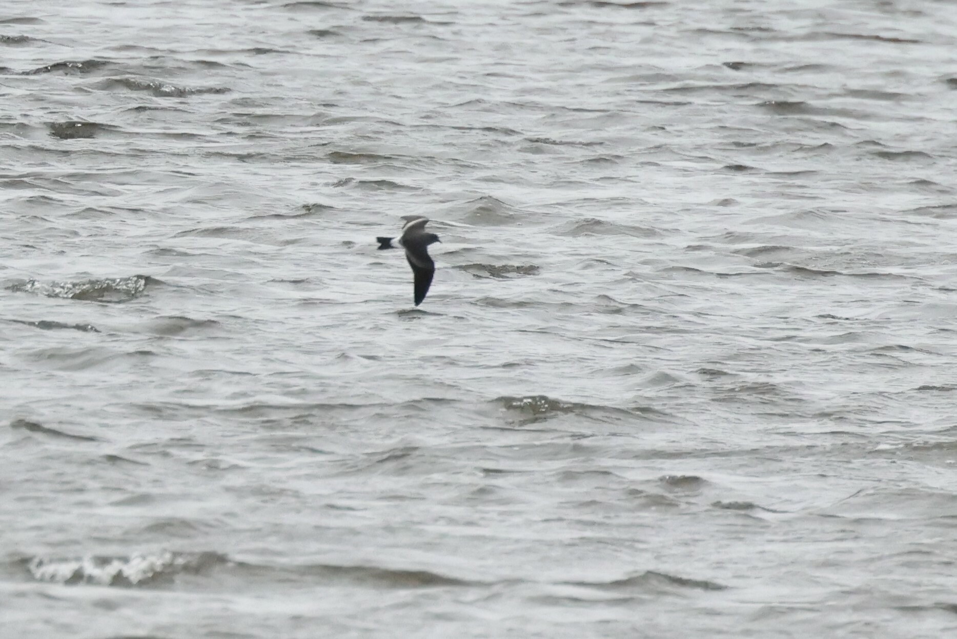 Leach's Storm Petrel