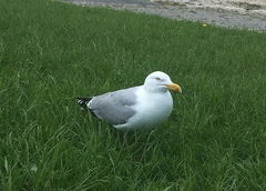 Larus argentatus argentatus