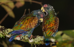 Pionus chalcopterus