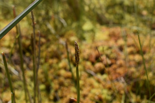 Eleocharis acutangula iNat (1)