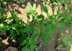 Chenopodium ficifolium