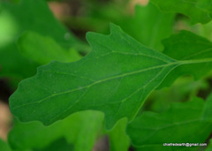 Chenopodium ficifolium