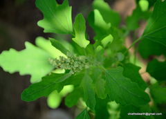 Chenopodium ficifolium
