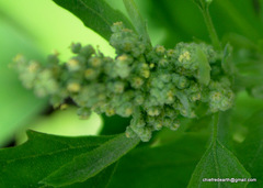 Chenopodium ficifolium