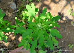 Chenopodium ficifolium