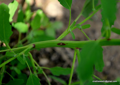 Chenopodium ficifolium