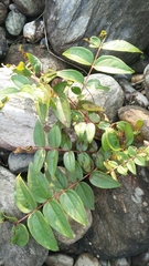 Coriaria japonica, photograph Cheng-Te Hsu, CC BY, iNaturalist via GBIF