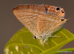Lampides boeticus