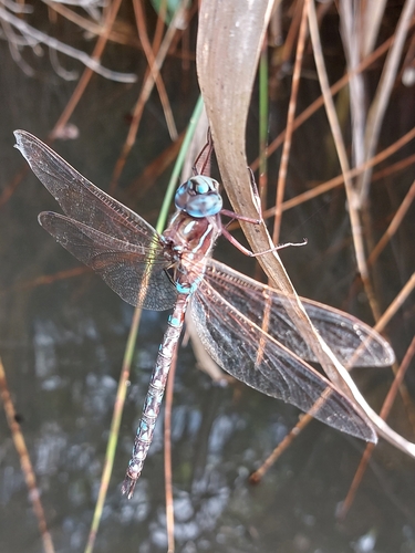 Rhionaeschna serrana
