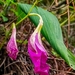 Bletia purpurata - Photo (c) Ángela Patricia Rojas Cortés, algunos derechos reservados (CC BY-SA), subido por Ángela Patricia Rojas Cortés