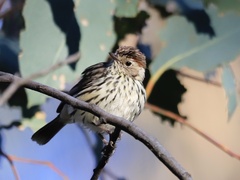 Speckled Warbler photo 3