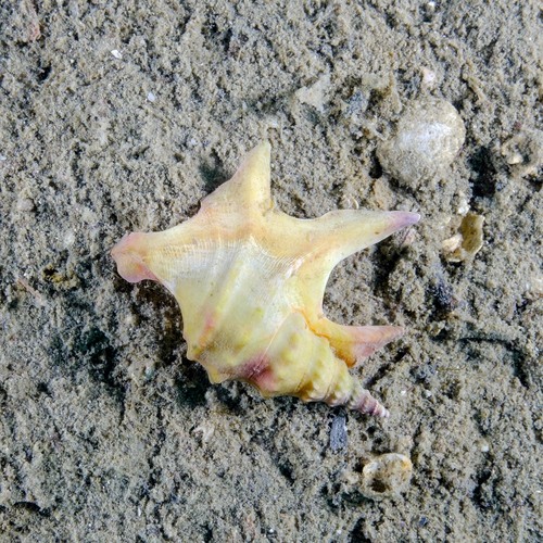 Pelican's-foot