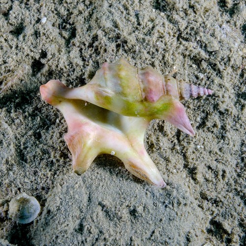 Pelican's-foot