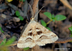 Isturgia disputaria