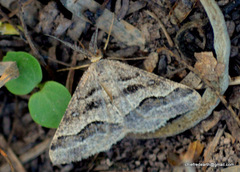 Isturgia disputaria