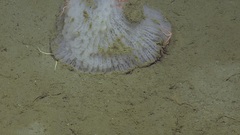 Tretodictyum