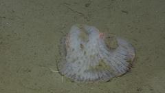 Tretodictyum