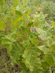 Solanum palinacanthum
