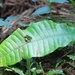 Leptochilus decurrens - Photo (c) 沈冠宇(Kuan-yu Shen), algunos derechos reservados (CC BY-NC-ND), subido por 沈冠宇(Kuan-yu Shen)